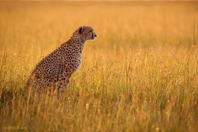 Day Tour: Ngorongoro Conservation Area - Price and Reviews