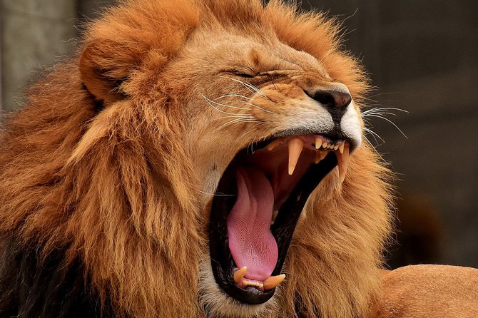 Day Tour: Ngorongoro Conservation Area - The Sum Up