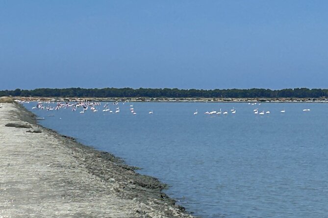 Day Tour of Apollonia Park, Vlore and Narta From Tirana&Durres - The Sum Up