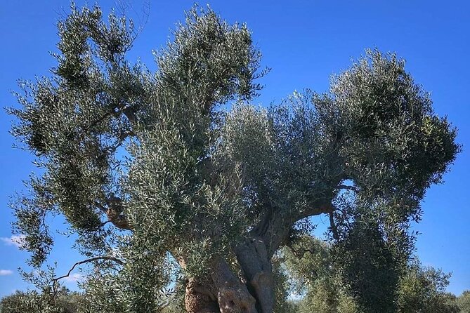 Day Tour of Bari, Alberobello, Matera - Insider Tips and Recommendations