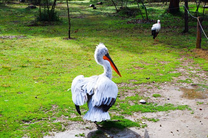 Day Tour of Berat and Karavasta Lagoon From Tirana&Durres - Reviews