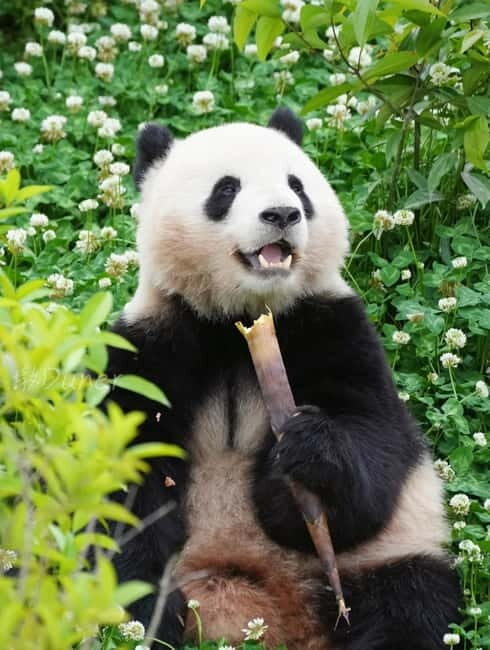 Day Tour of Chengdu & Panda Research Base - Why This Tour Is Worth Considering