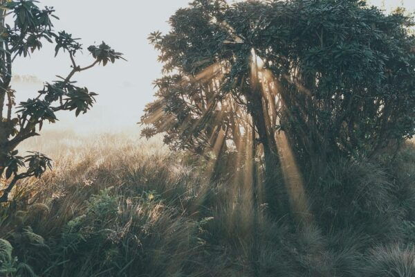 Day Tour of Horton Plains National Park With Breakfast - Transportation Details