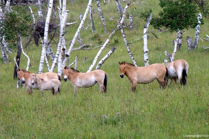 Day Tour of Hustai National Park - Booking Information