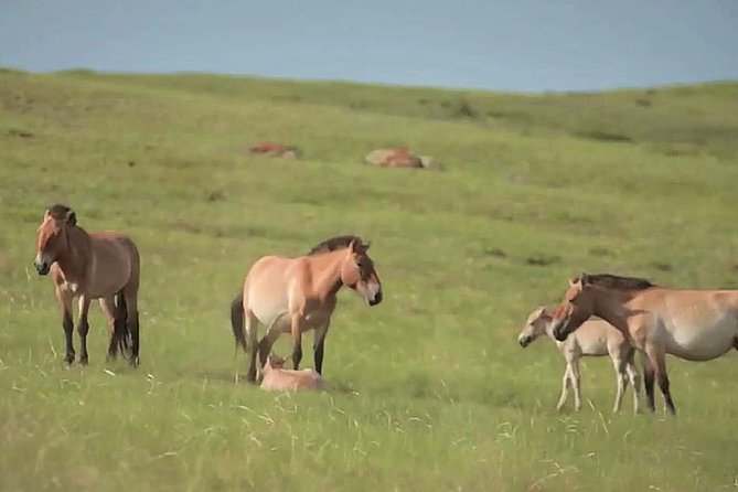 Day Tour of Hustai National Park - Recommendations for Future Visitors