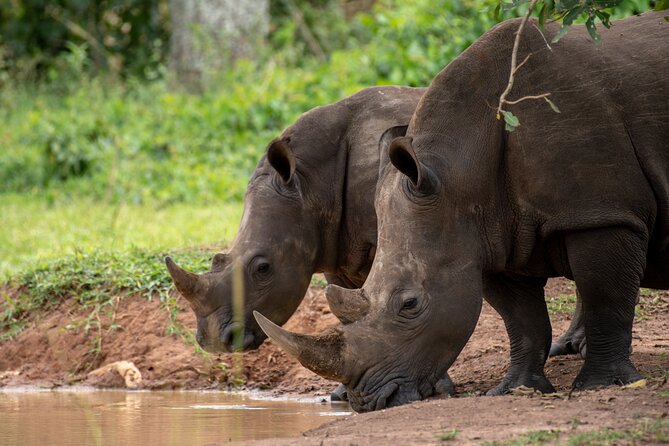 Day Tour Of Ziwa Rhino Sanctuary and Wildlife Ranch - ZIWA RHINO TREKKING - Price and Booking