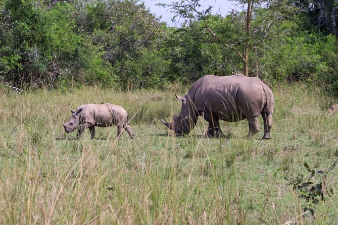 Day Tour Of Ziwa Rhino Sanctuary and Wildlife Ranch - ZIWA RHINO TREKKING - Reviews