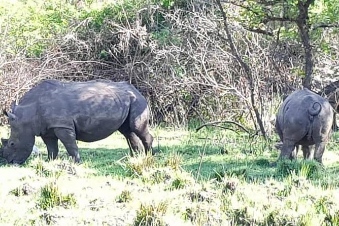 Day Tour Of Ziwa Rhino Sanctuary and Wildlife Ranch - ZIWA RHINO TREKKING - Meeting and Pickup