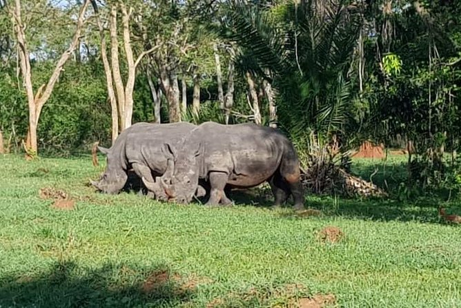 Day Tour Of Ziwa Rhino Sanctuary and Wildlife Ranch - ZIWA RHINO TREKKING - Additional Info