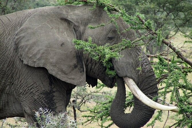 Day Tour Ol Pejeta Conservancy and Chimpanzee Sanctuary - Meal and Refreshment Break