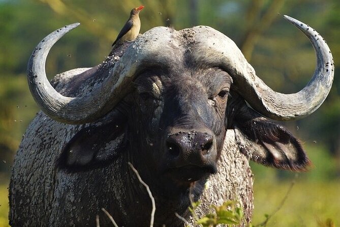 Day Tour Ol Pejeta Conservancy and Chimpanzee Sanctuary - Return to Nairobi