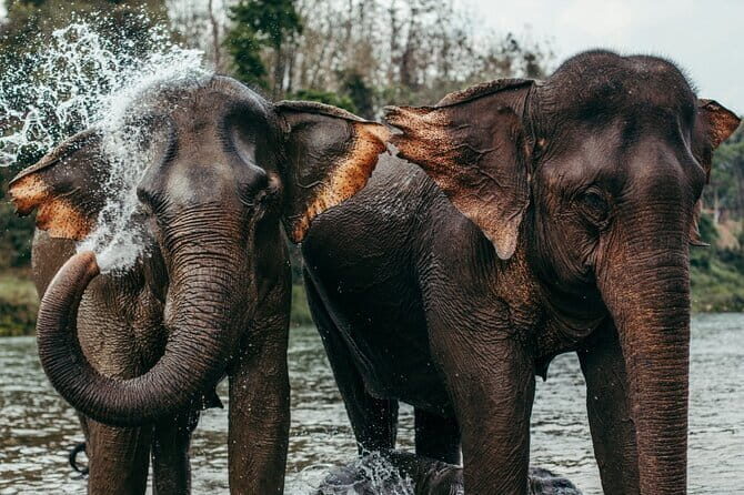 Day Tour Small Group Elephant Sanctuary and Fun Sticky Waterfall - Good To Know