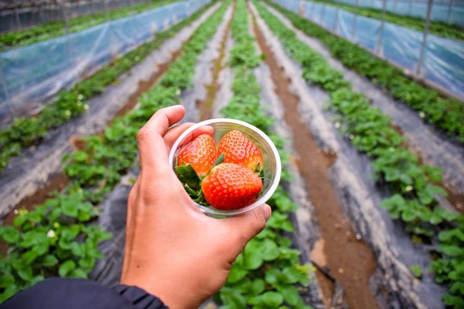 Day Tour : Strawberry Picking,Namiisland,Petitfrance,Snow-Sledding,Lightfestival - Tour Details and Booking