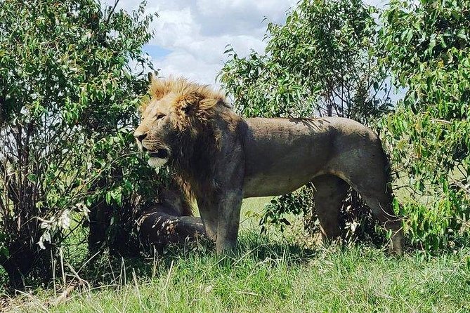 Day Tour to Amboseli National Park - The Sum Up