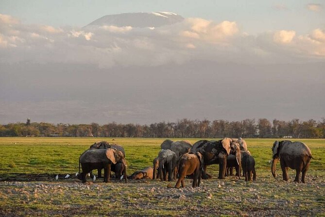 Day Tour to Amboseli National Park - Tour Highlights