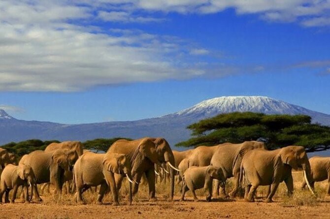 Day Tour to Amboseli National Park - Itinerary Details