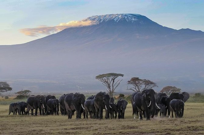 Day Tour To Amboseli National Park - Good To Know