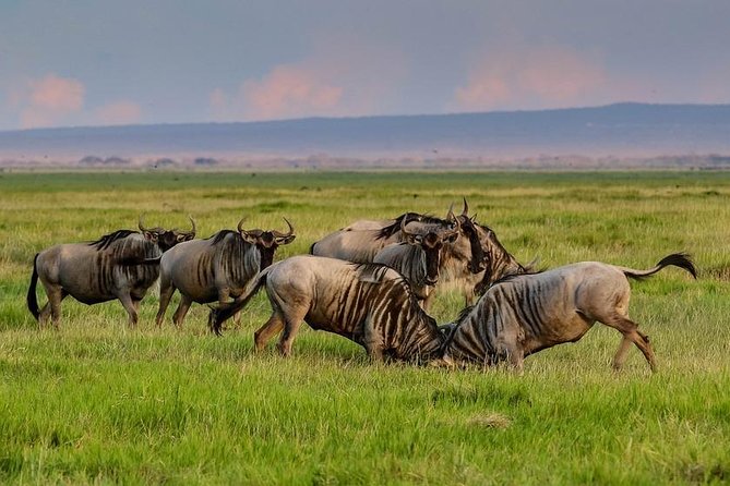Day Tour To Amboseli National Park - Pricing Information
