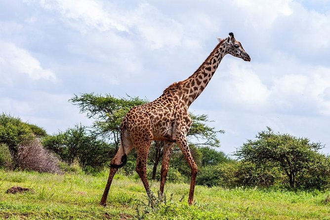 Day Tour To Amboseli National Park - Frequently Asked Questions