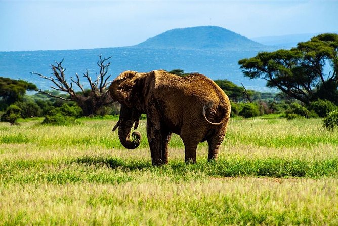 Day Tour To Amboseli National Park - The Sum Up