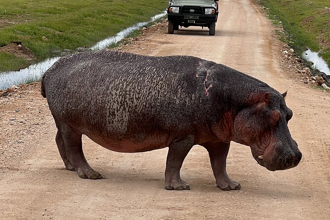 Day Tour to Amboseli National Park and Masai Village Tour - Pickup and Meeting Details