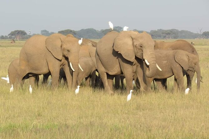 Day Tour to Amboseli National Park From Nairobi - Additional Details