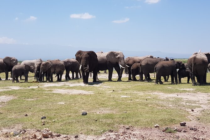 Day Tour to Amboseli National Park From Nairobi - Good To Know