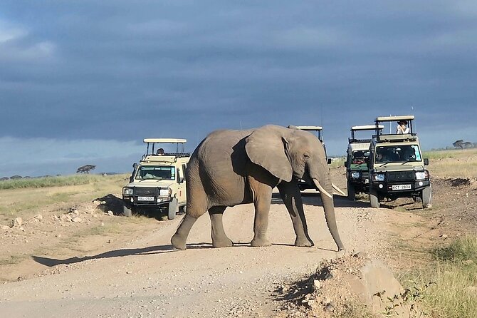 Day Tour to Amboseli National Park From Nairobi - Meeting and Pickup