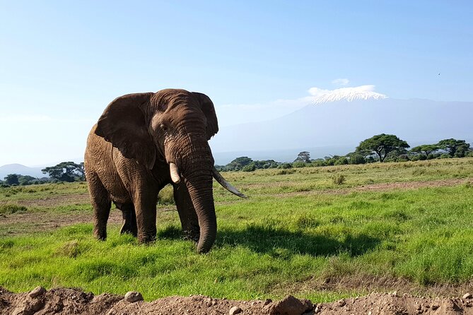 Day Tour to Amboseli National Park From Nairobi - Frequently Asked Questions