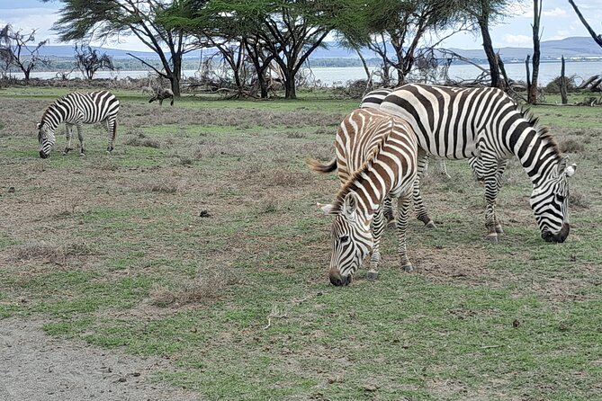 Day Tour To Amboseli National Park From Nairobi - Tour Highlights