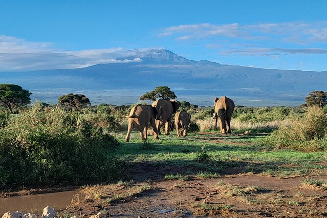 Day Tour To Amboseli National Park From Nairobi - Itinerary Details
