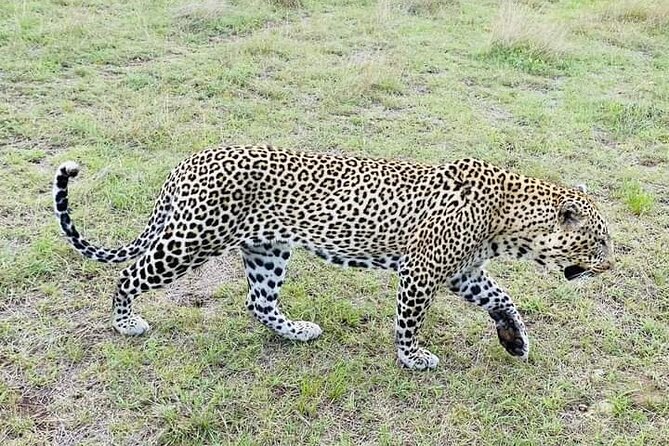 Day Tour To Amboseli National Park From Nairobi - Frequently Asked Questions