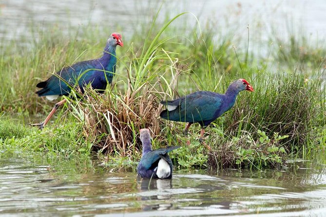 Day Tour to Anawilundawa Wetland Sanctuary - Meeting and Pickup