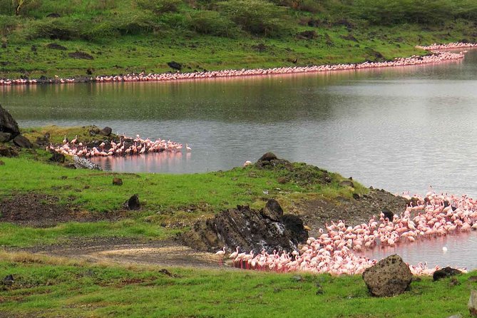 Day Tour to Arusha National Park - Inclusions