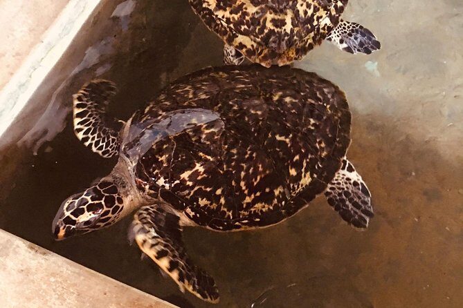 Day Tour to Bentota from Negombo - Final Thoughts