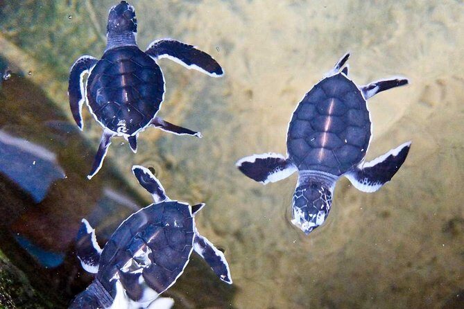 Day Tour to Bentota from Negombo - Who Would Love This Tour?