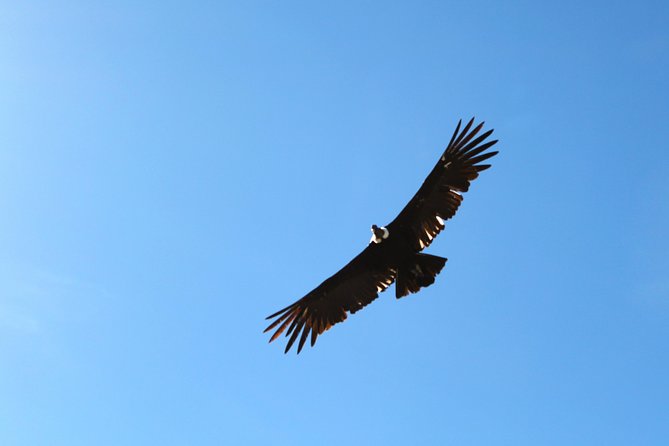 Day Tour to Colca Canyon - Expert Guide