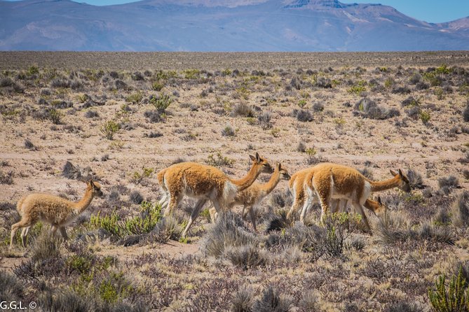 Day Tour to Colca Canyon - Safety Tips