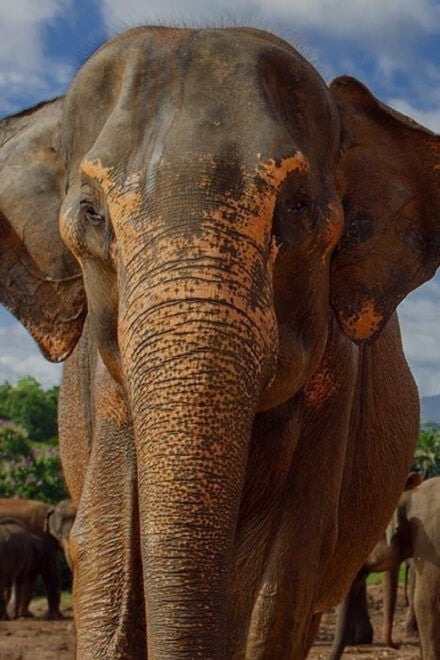 Day Tour to Elephant Orphanage / Spice Garden - Tour Highlights