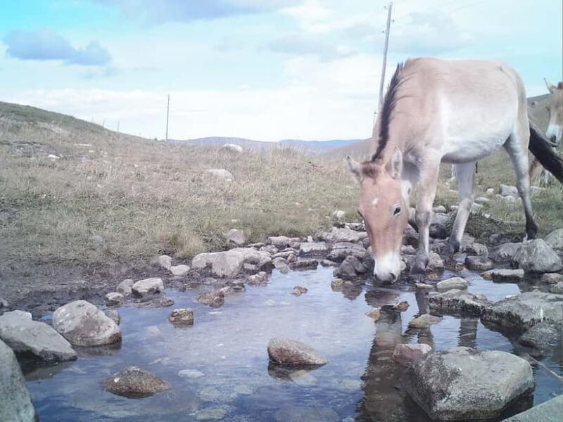 Day tour to Hustai national park - Good To Know