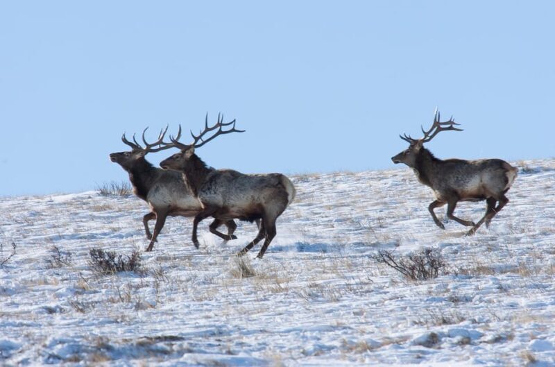 Day tour to Hustai national park - FAQs