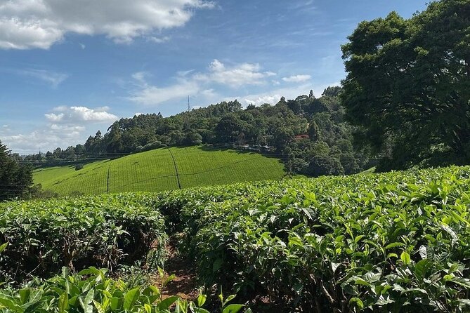 Day Tour to Kiambethu Tea Farm - Good To Know