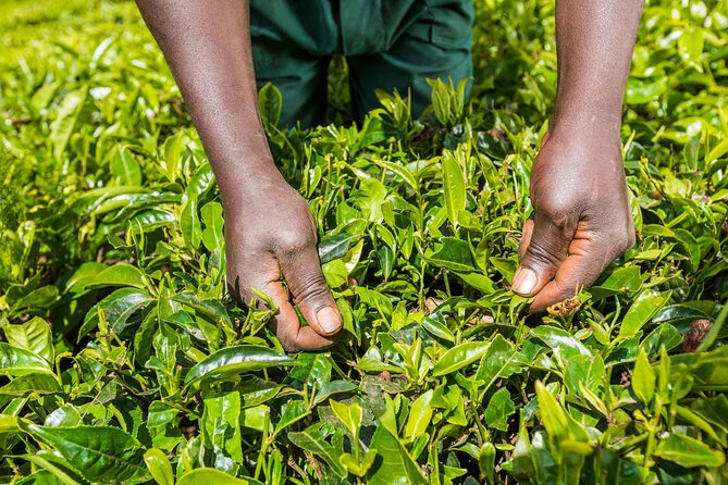 Day Tour to Kiambethu Tea Farm - Transportation Details