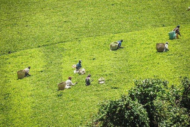 Day Tour to Kiambethu Tea Farm in Limuru - Good To Know
