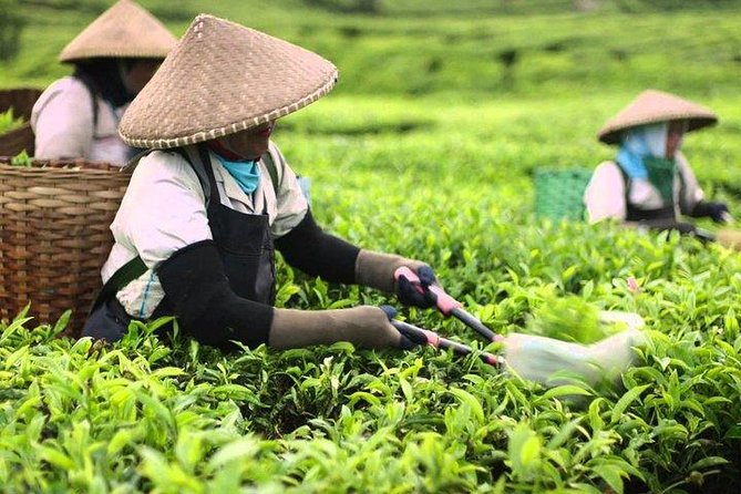 Day Tour to Kiambethu Tea Farm in Limuru - Inclusions and Exclusions