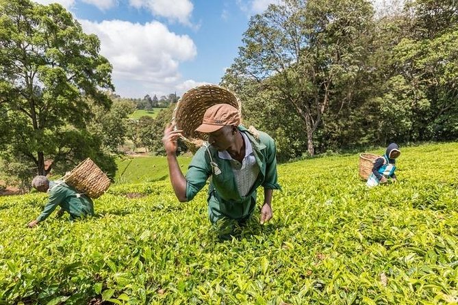 Day Tour to Kiambethu Tea Farm in Limuru - Booking Details