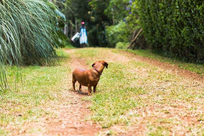 Day Tour to Kiambethu Tea Farm in Limuru - How to Book