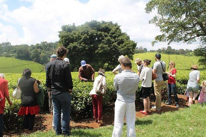 Day Tour to Kiambethu Tea Farm in Limuru From Nairobi - Tour Overview