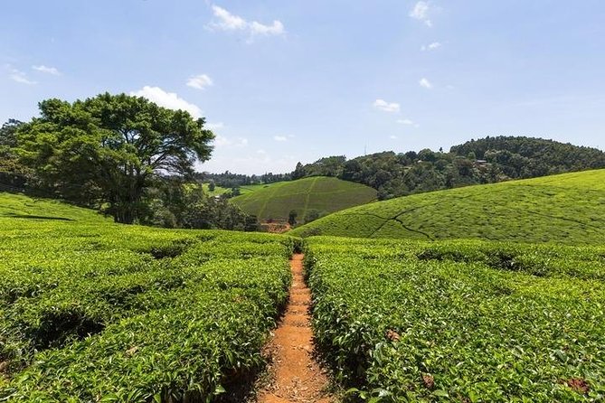 Day Tour to Kiambethu Tea Farm in Limuru From Nairobi - Meeting and Pickup Details