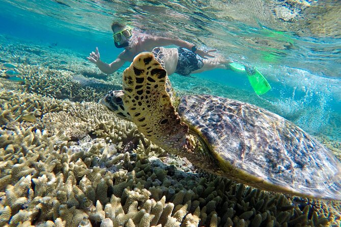 Day Tour to Lady Musgrave Island - The Sum Up